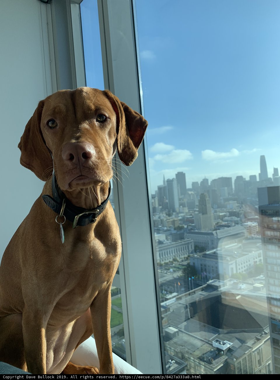 City Pup