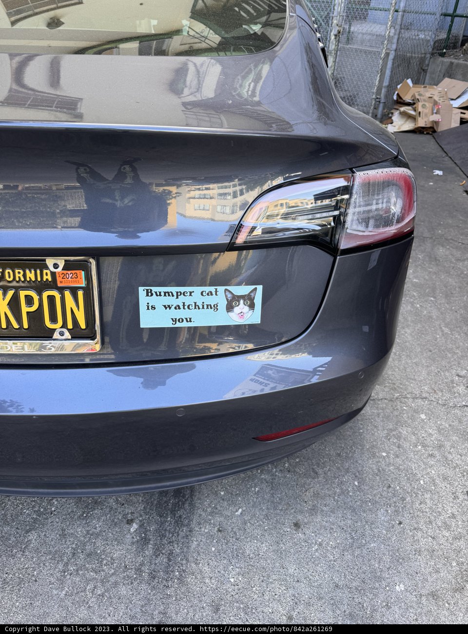A Furry Companion’s Ride