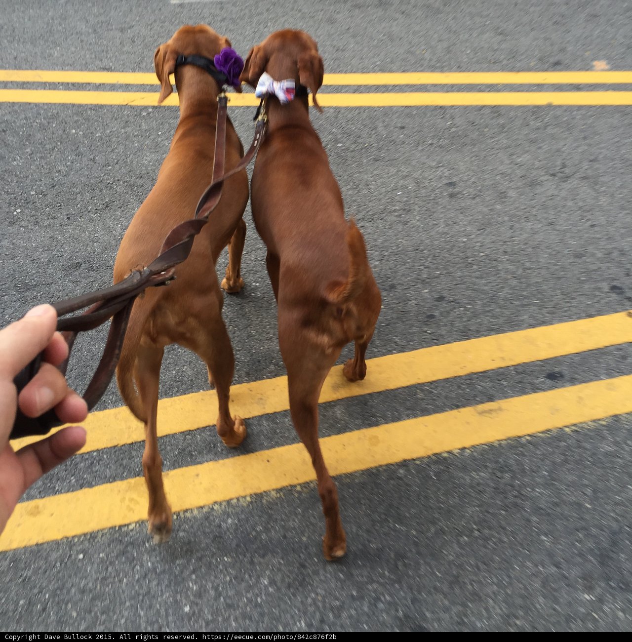 Two Canine Pals Stroll down the Tarmac