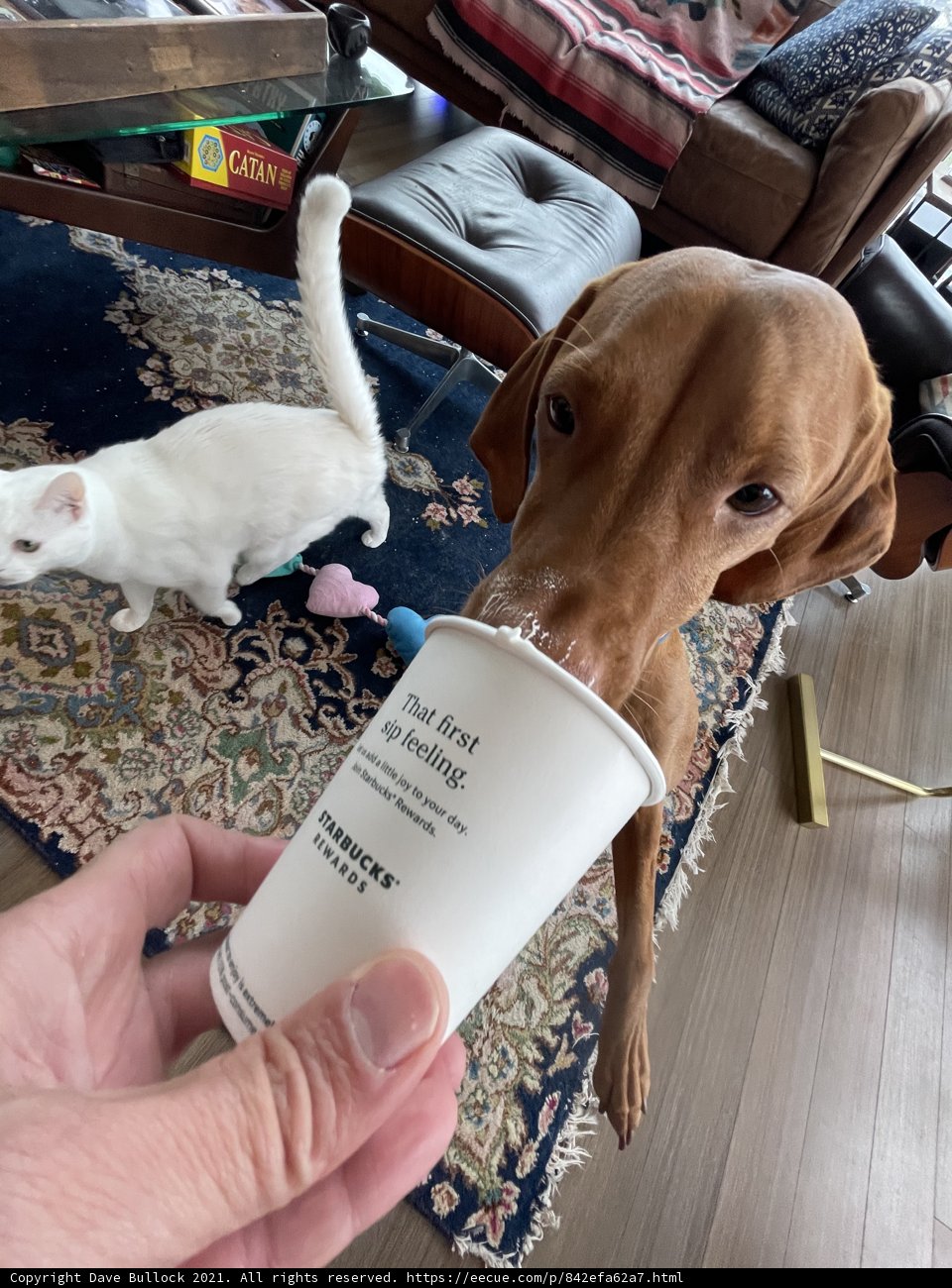 Coffee Thief