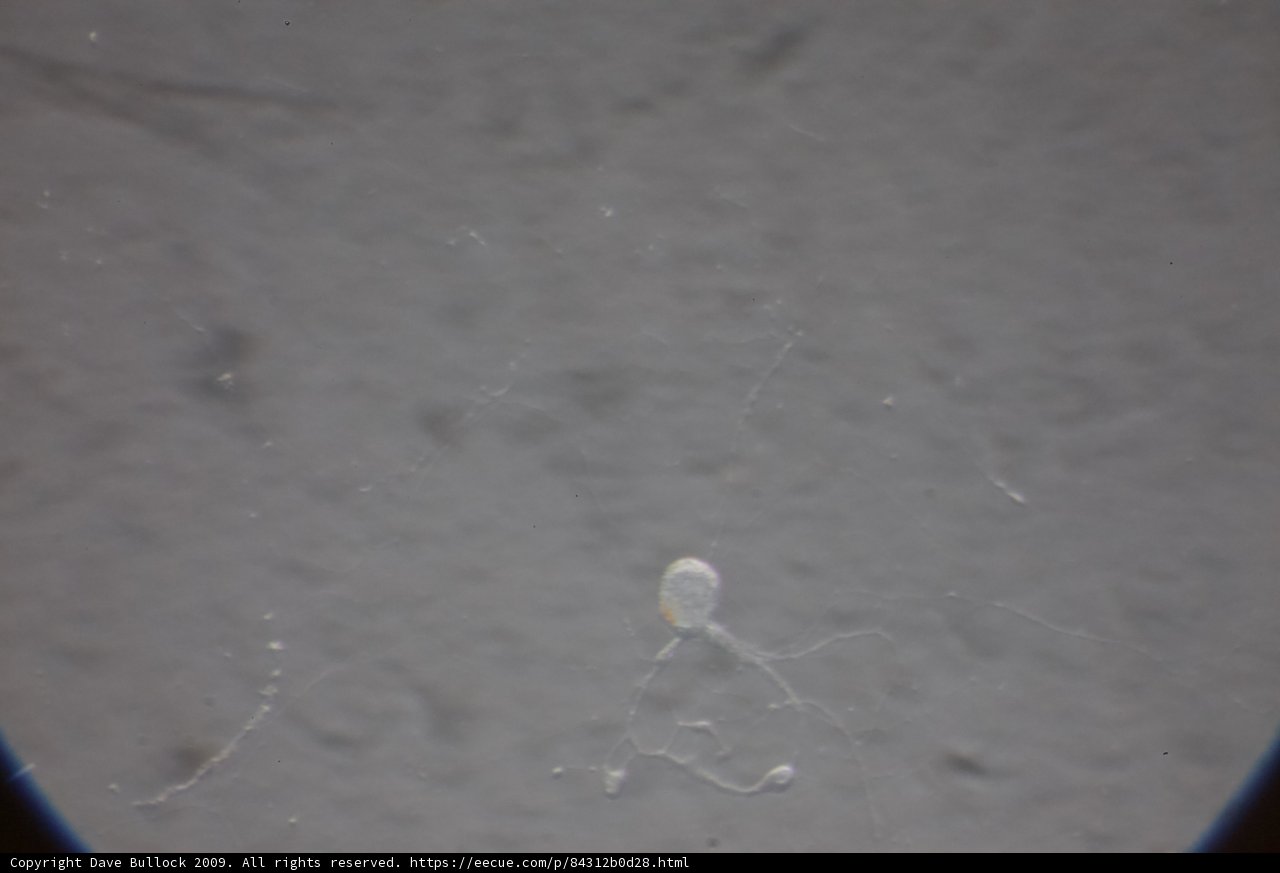 Mystery Object in the Water