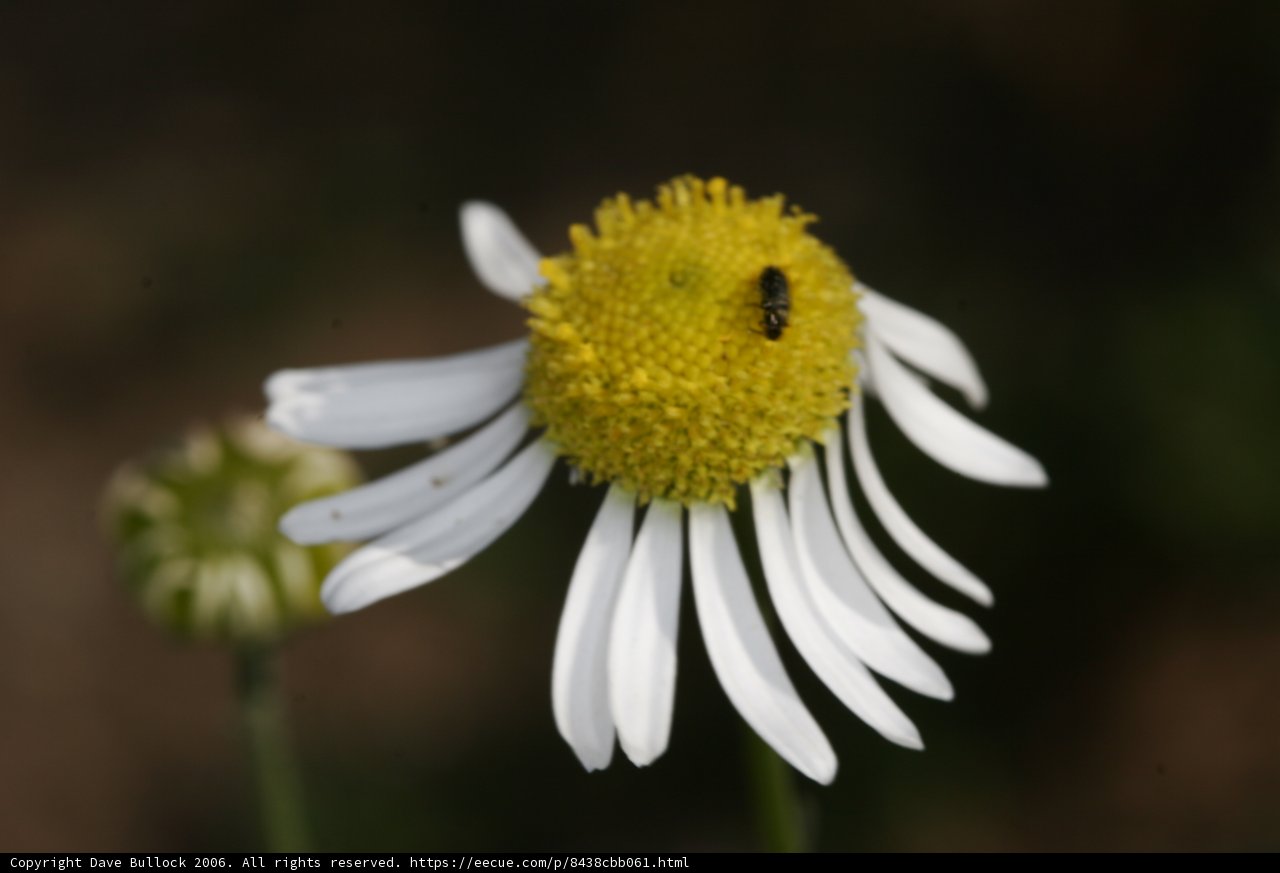 A Bee on a Daisy Flower