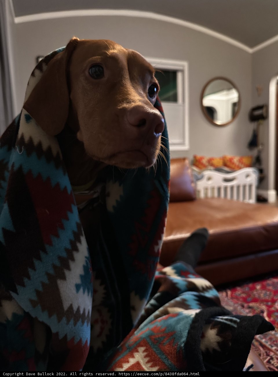 Cozy Canine on Couch