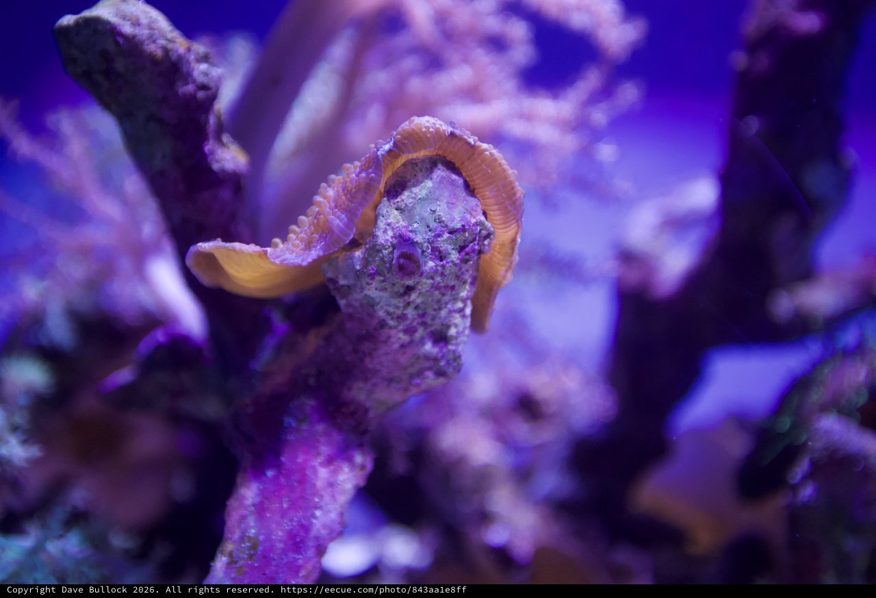 Seahorse Among Purple Coral in Marine Aquarium