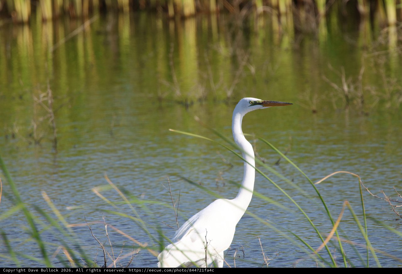 Great Egret Wading in Wetland Marsh