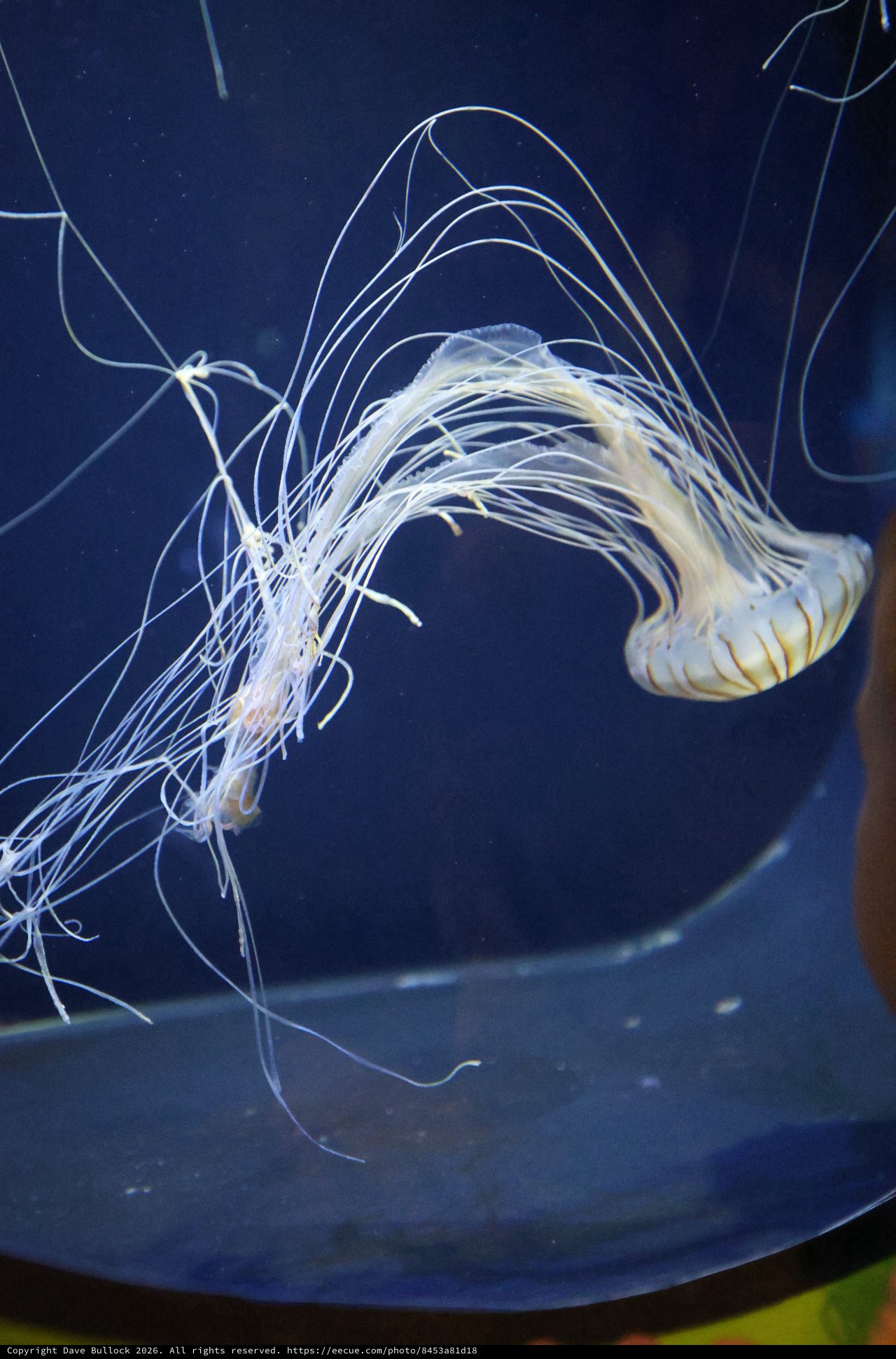 Ethereal Jellyfish Dancing in Deep Blue Waters