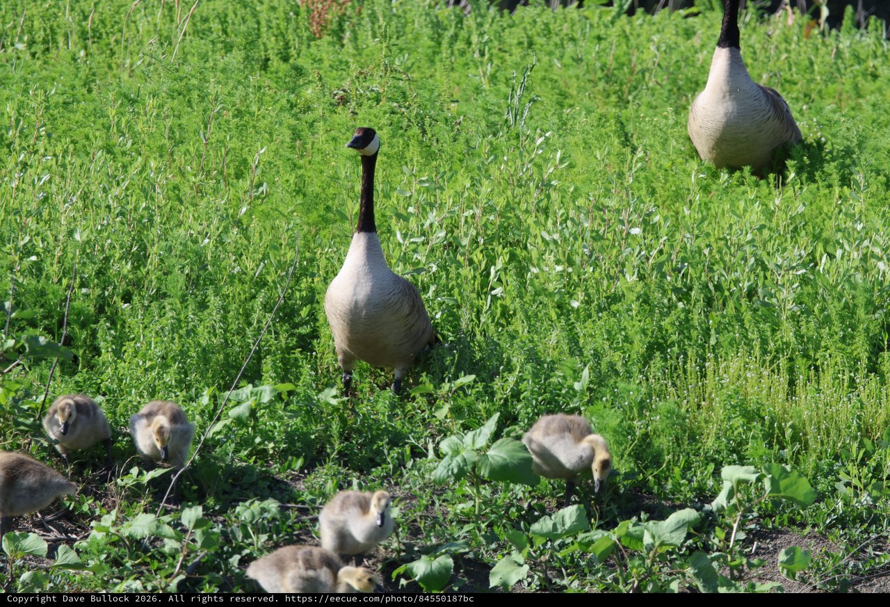 Canada Goose Family Foraging in Wetland Grassland