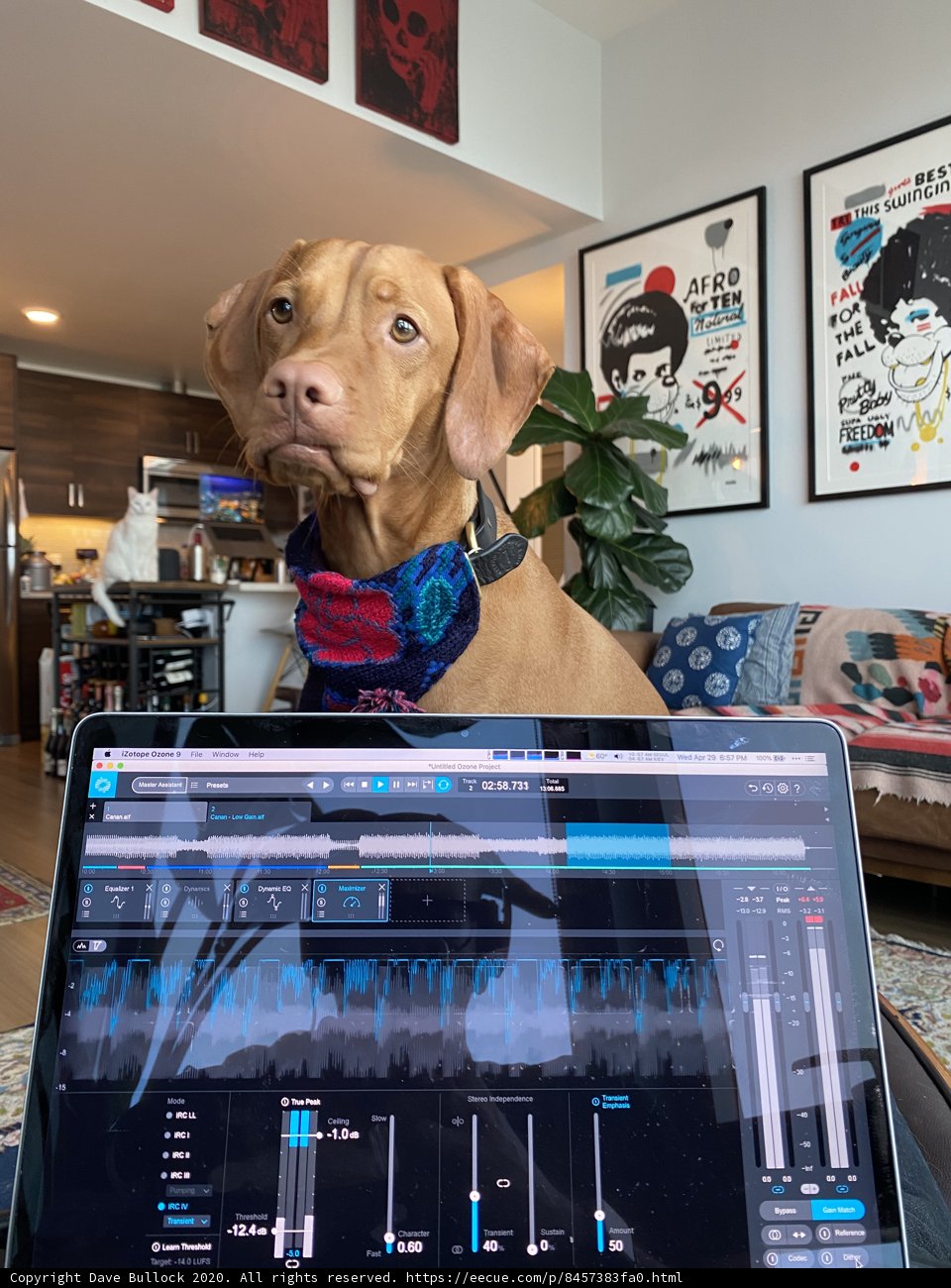 Furry Assistant