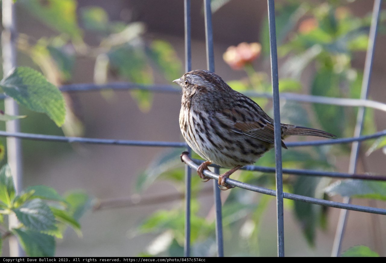 A Stint on the Wire - Solitude of a Sparrow