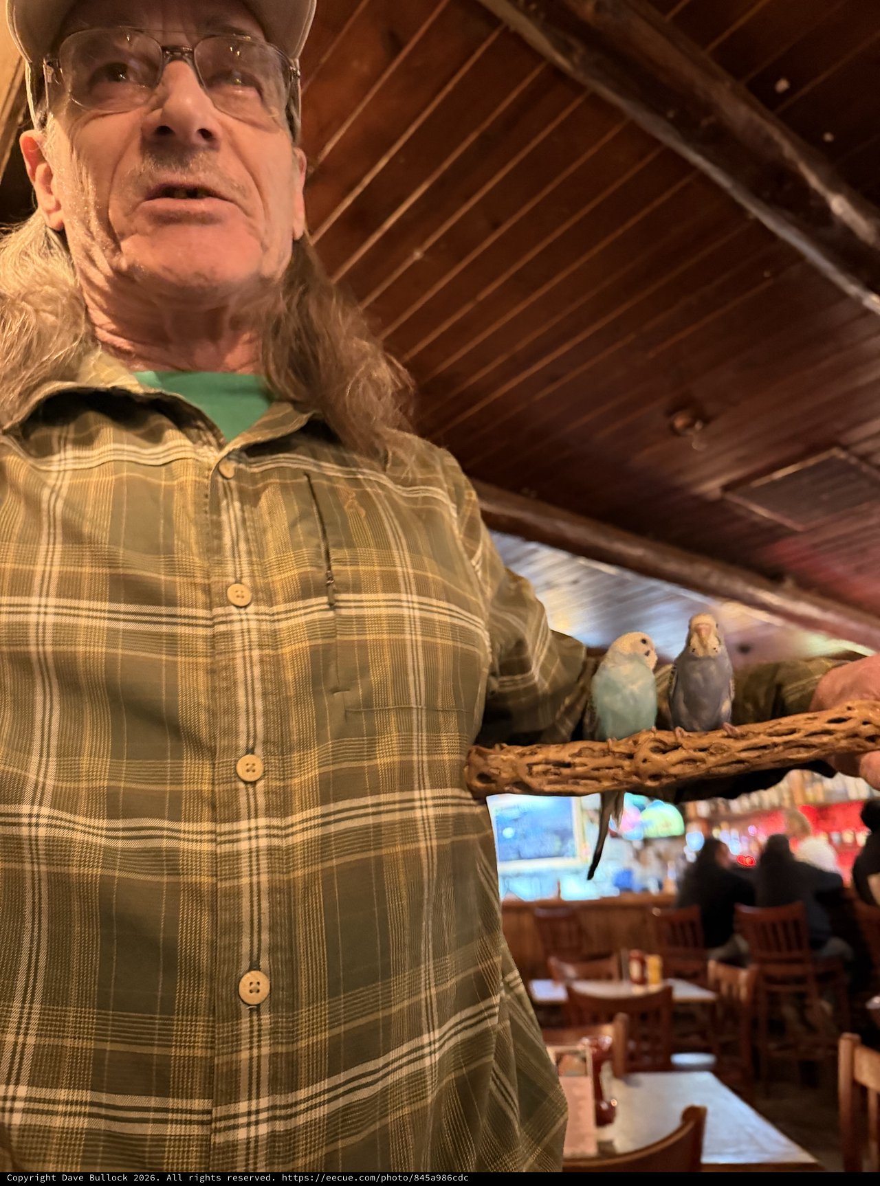 Man with Pet Parakeets in Rustic Restaurant