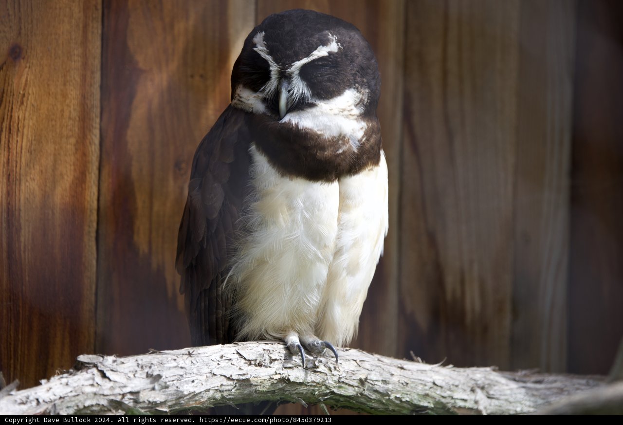Enigmatic Beauty of the SF Zoo: Owl Encounter