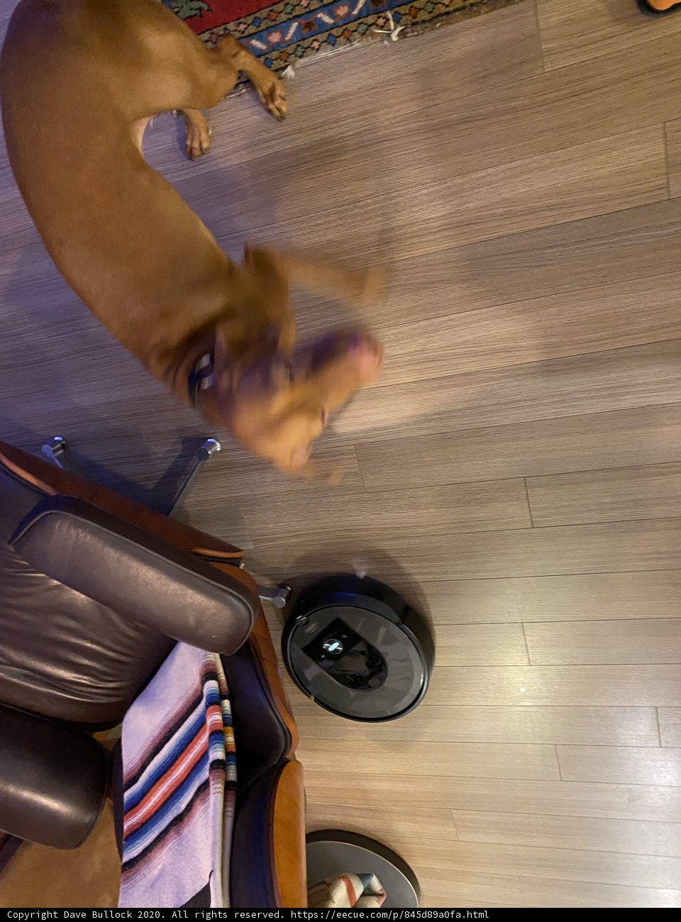 Paws on Planks