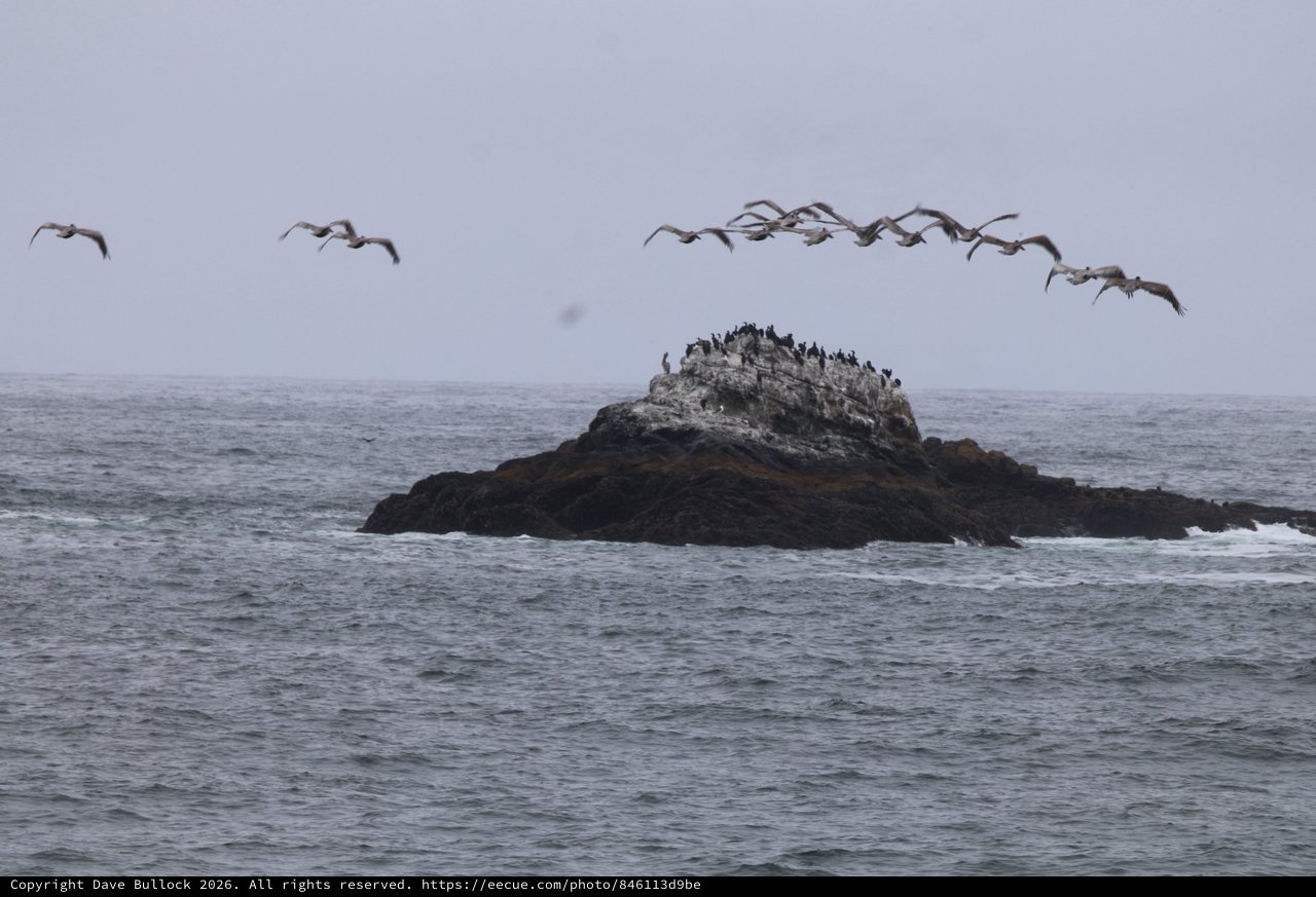 Pelicans in Formation Over Coastal Sea Stack