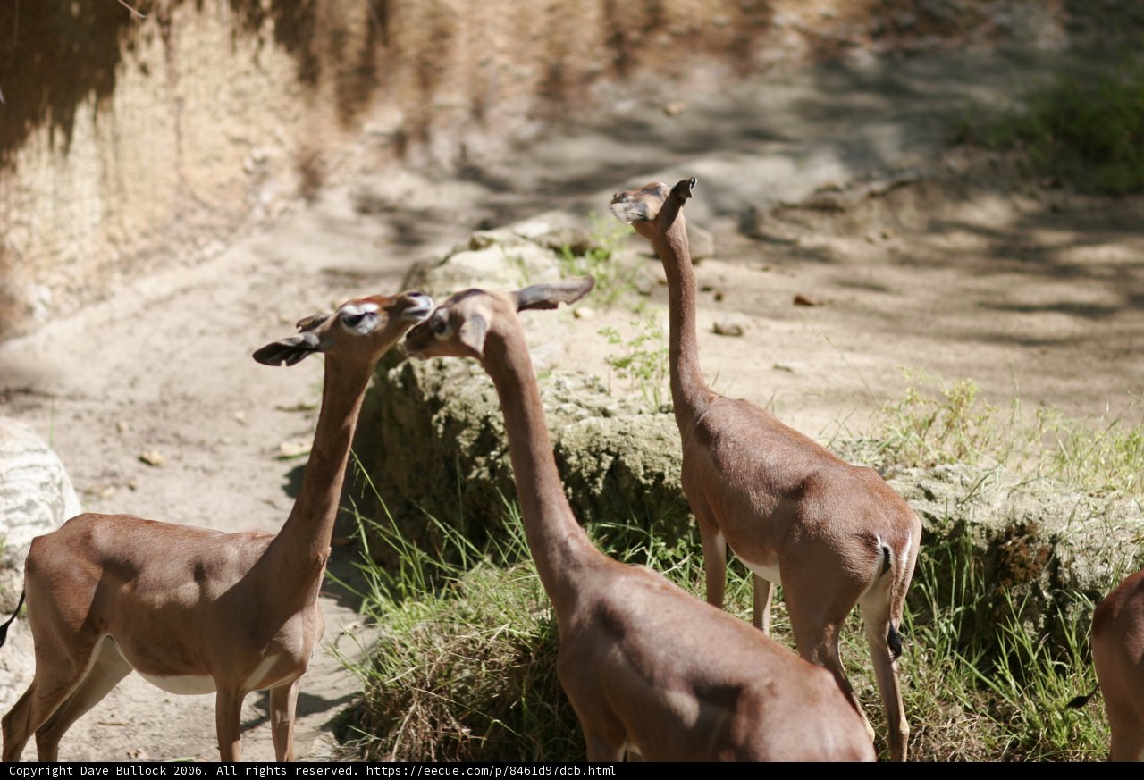 Grazing Impalas with Antelopes