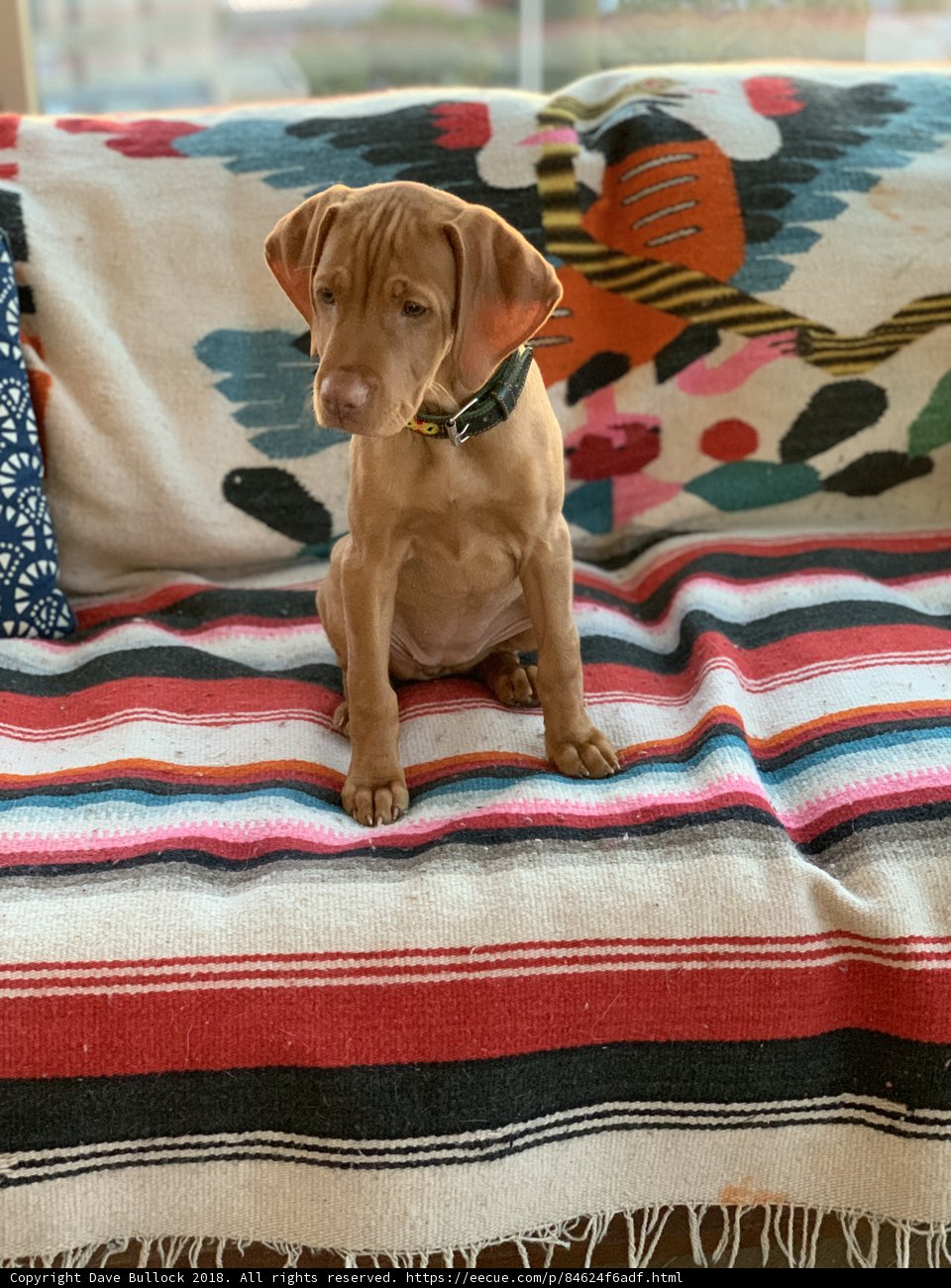 Pup on a Pop of Color