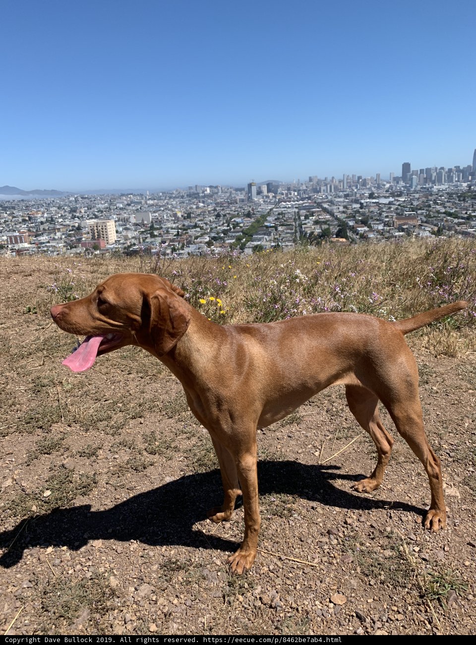Canine with a City View
