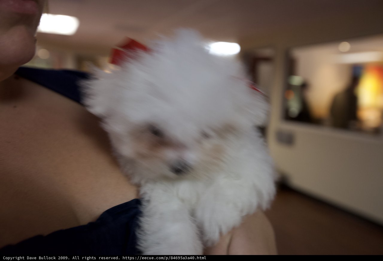 Loving Owner and Her Adorable Puppy