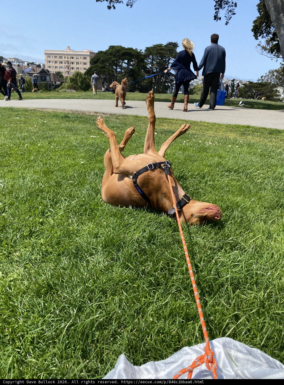 Playful Pup Enjoying the Sunny Grass