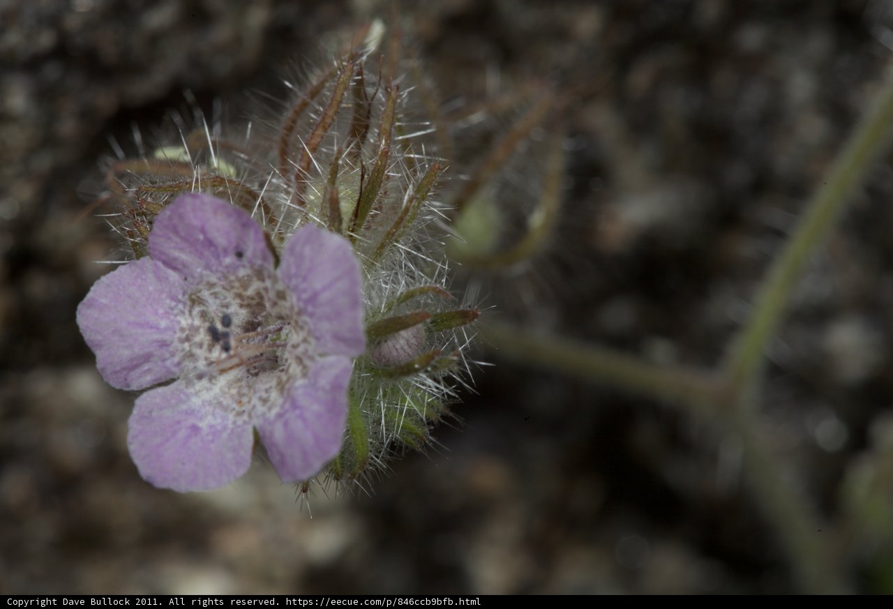 Purple Geranium Blossom