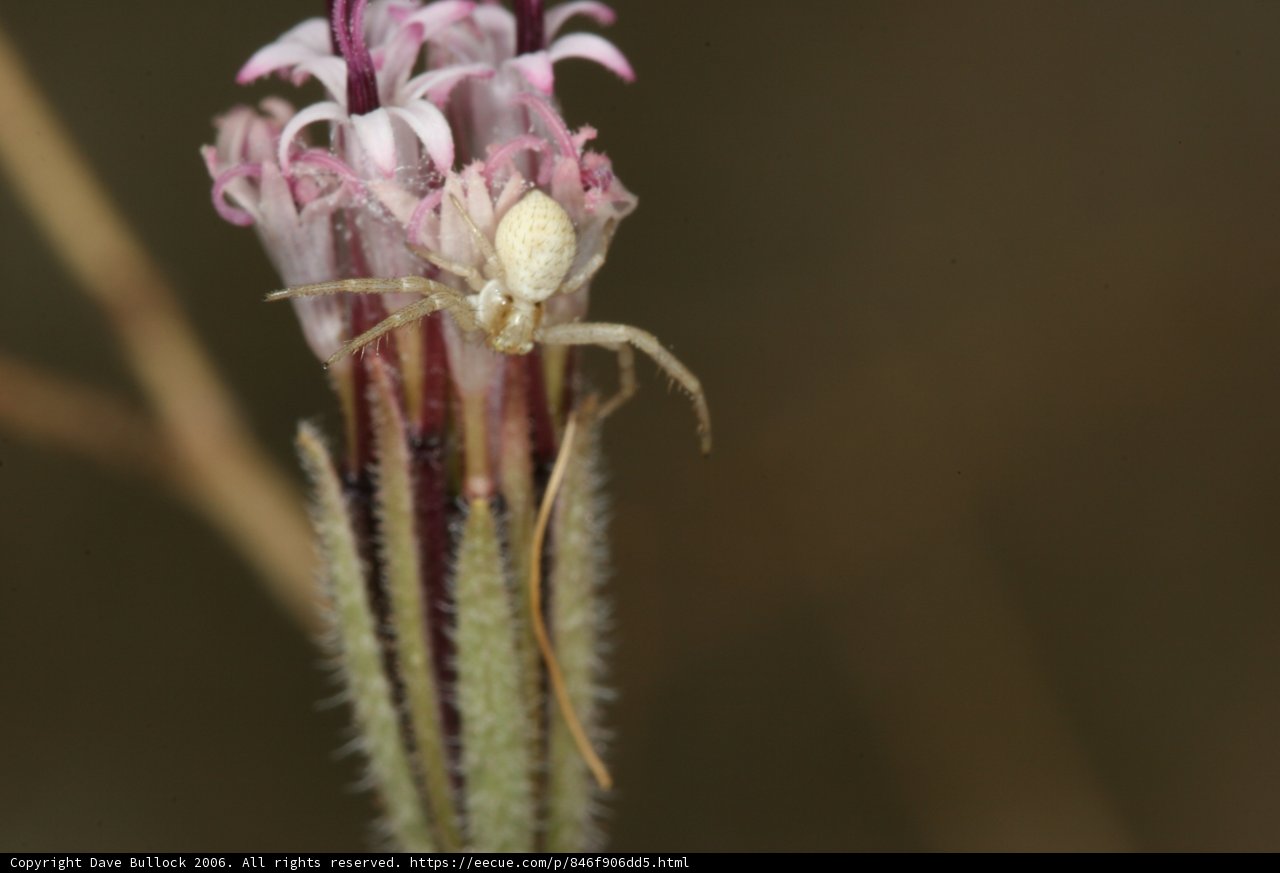 Garden Spider on a White Flower