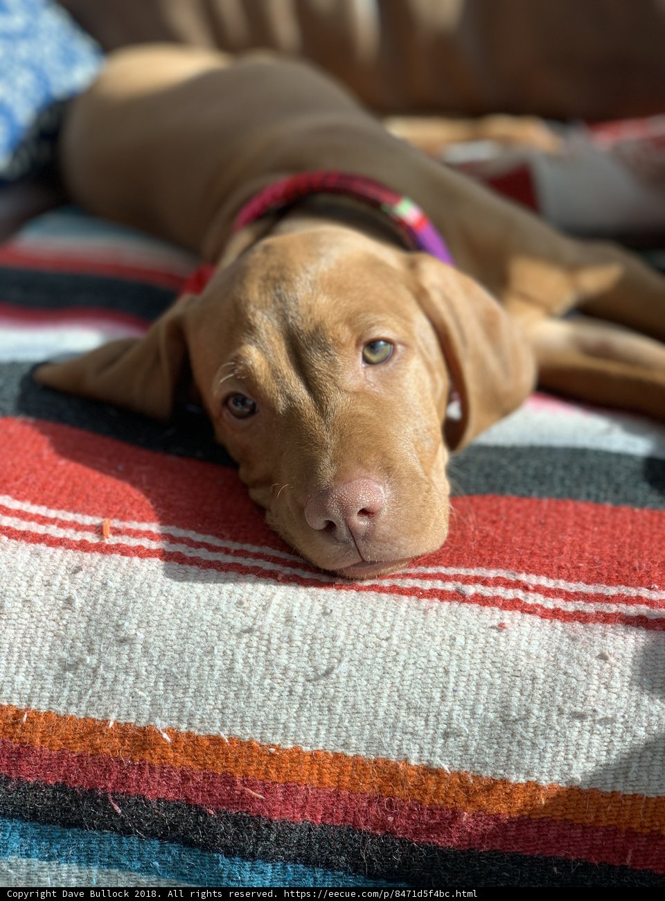 Lazy Days