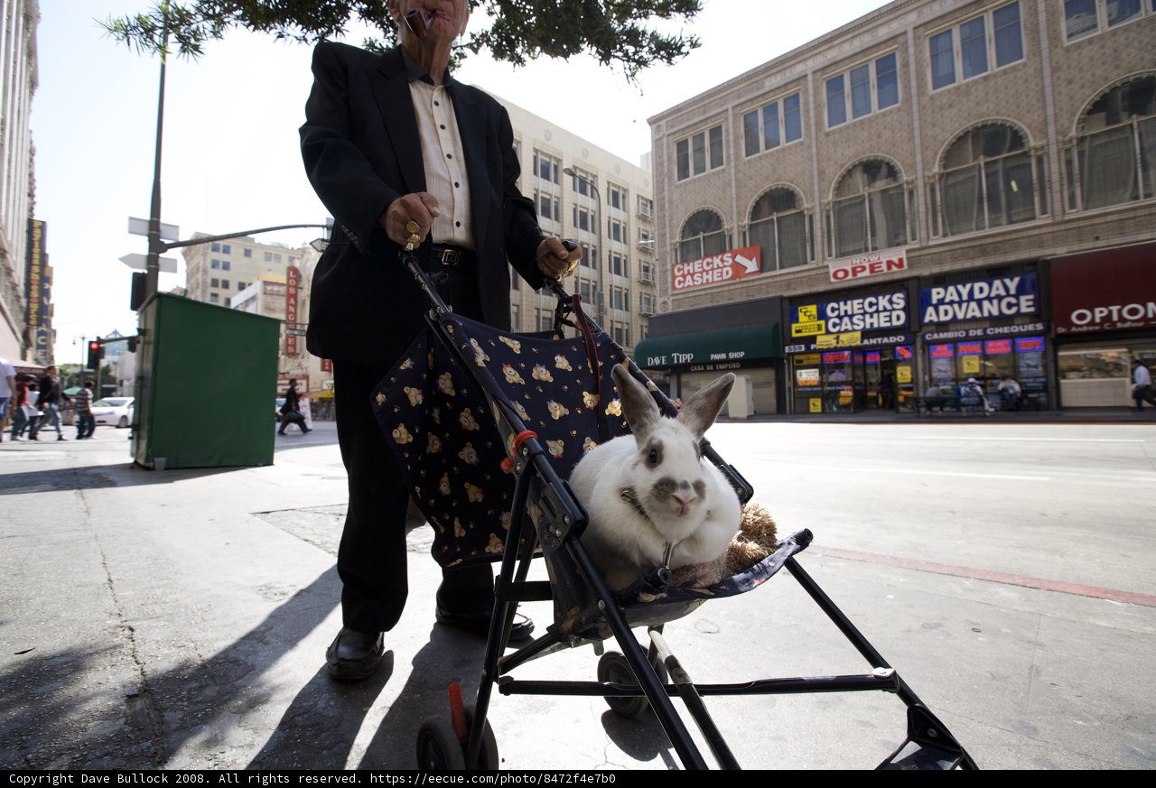A Man and His Bunny Stroller