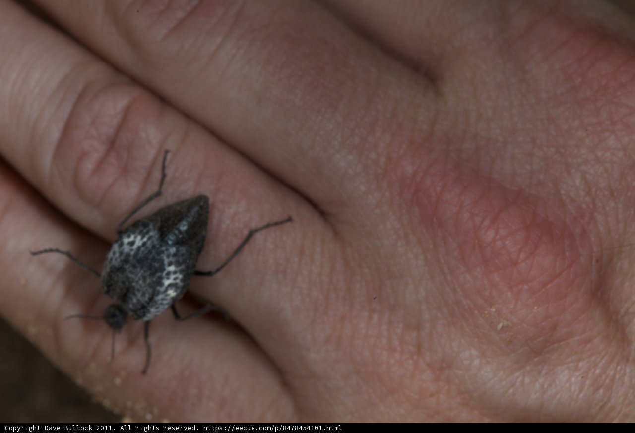 Creepy Crawly Companion