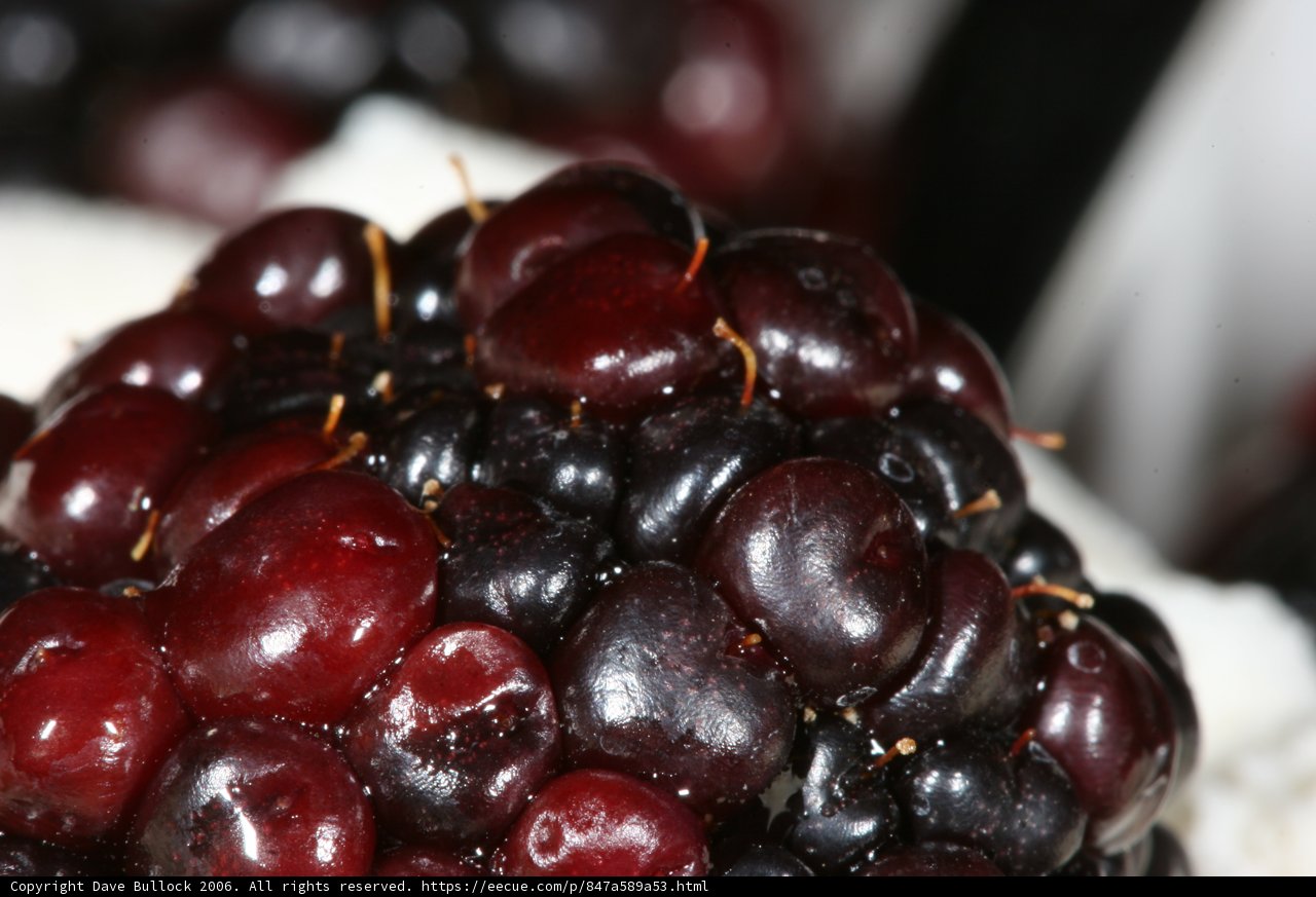 Bountiful Berries