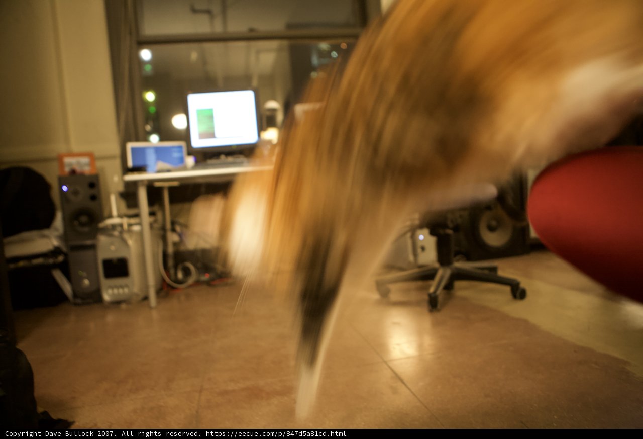 Feline Acrobatics