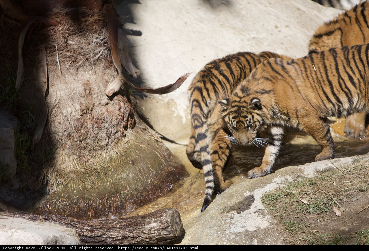 Twin Tigers