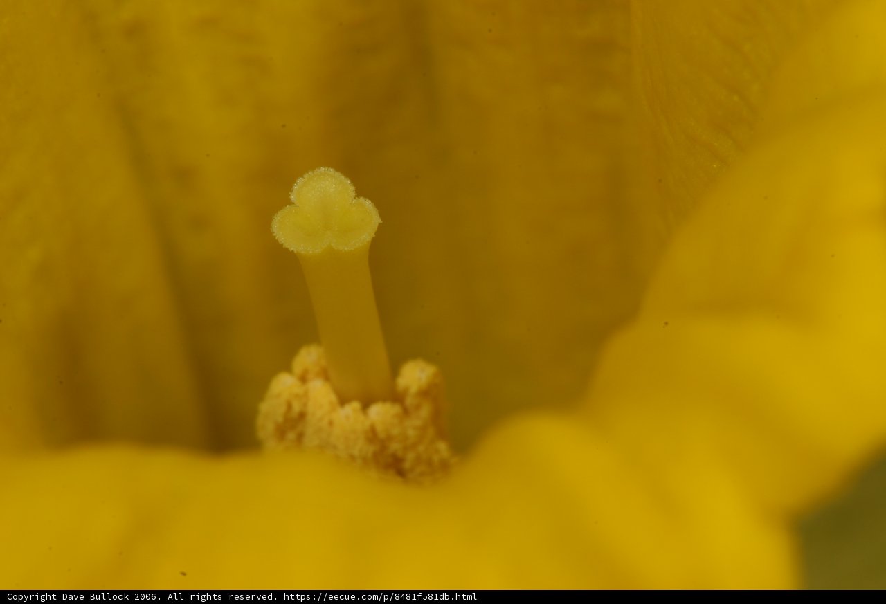 Yellow Flower with White Accent