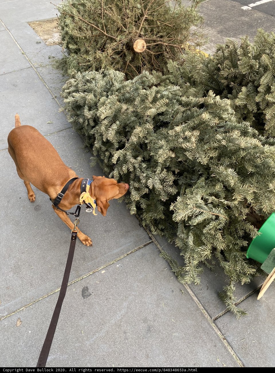 Christmas Sniffing Adventure