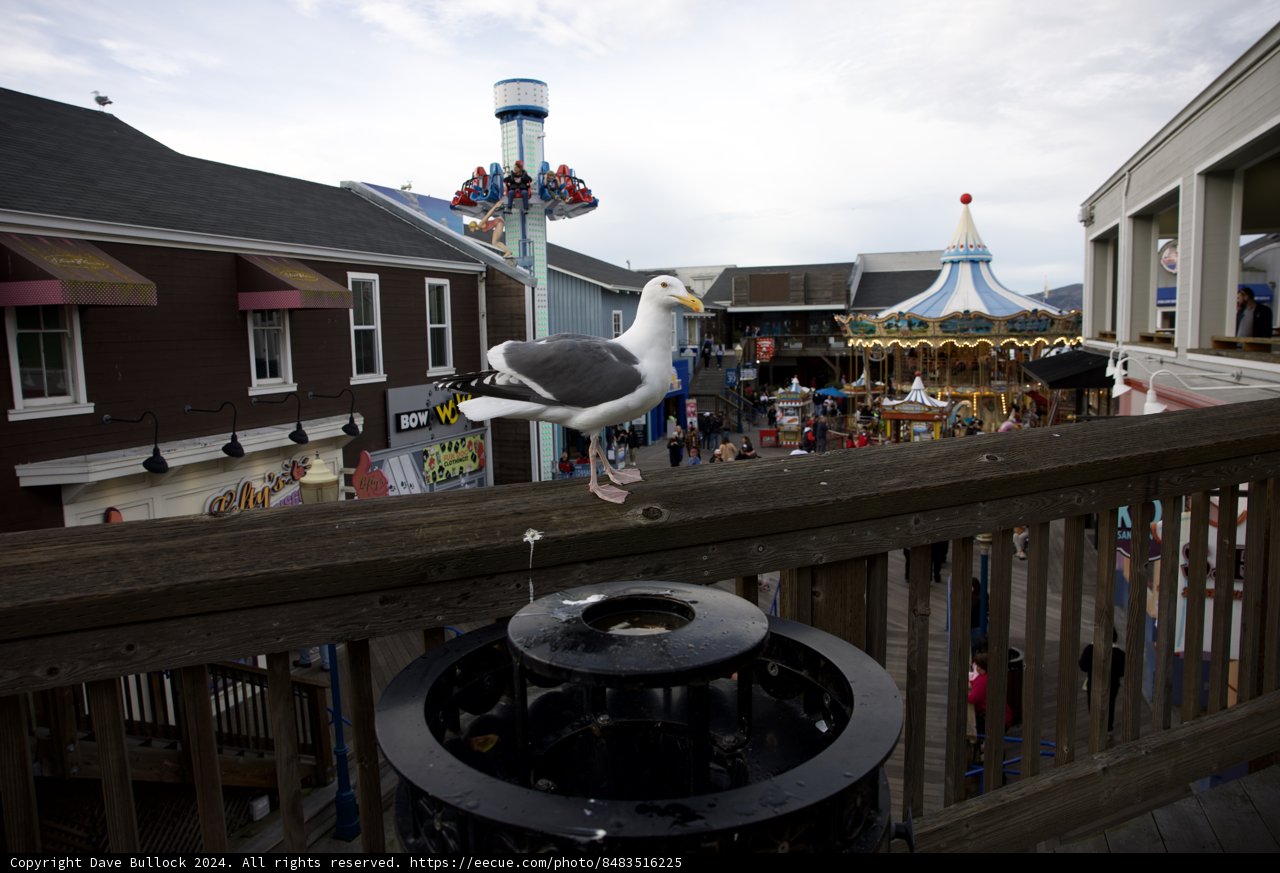 Seagull's Carnival Post