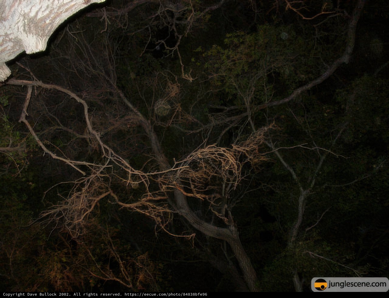 Night Perch
