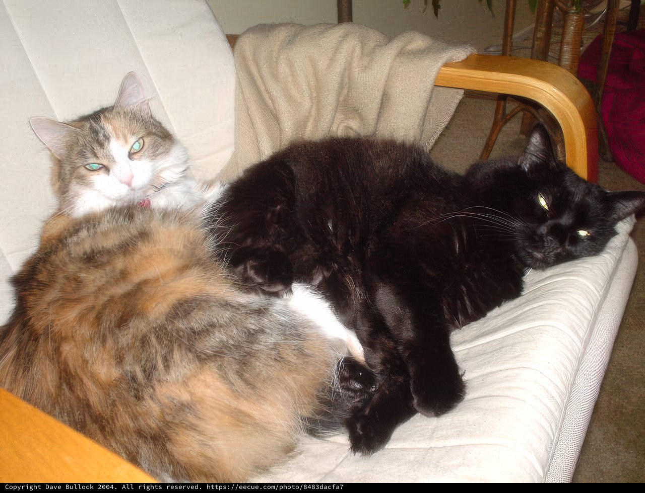 Double the Cuddles