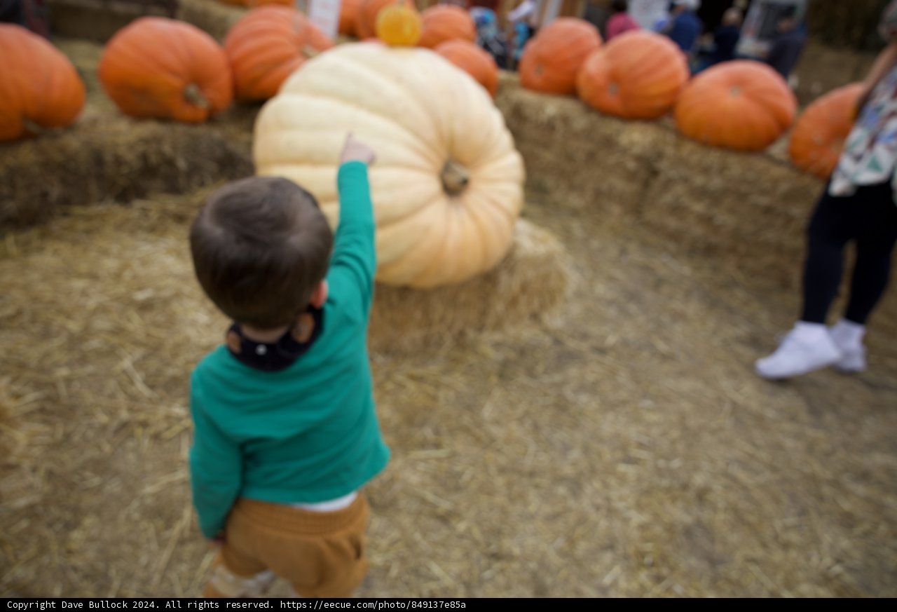 Autumn Wonders at the Pumpkin Patch