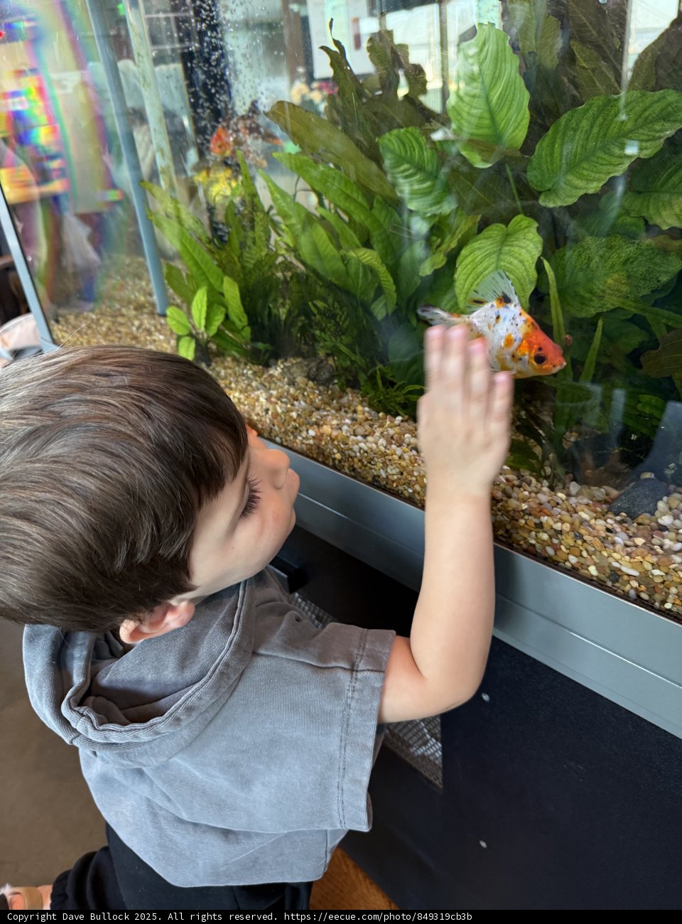 Curious Glances at the Aquarium