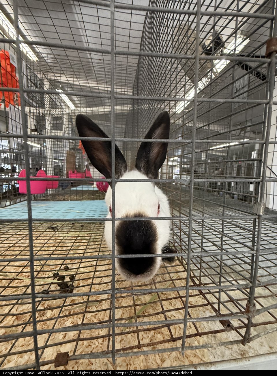 Curious Encounter at the Shelter