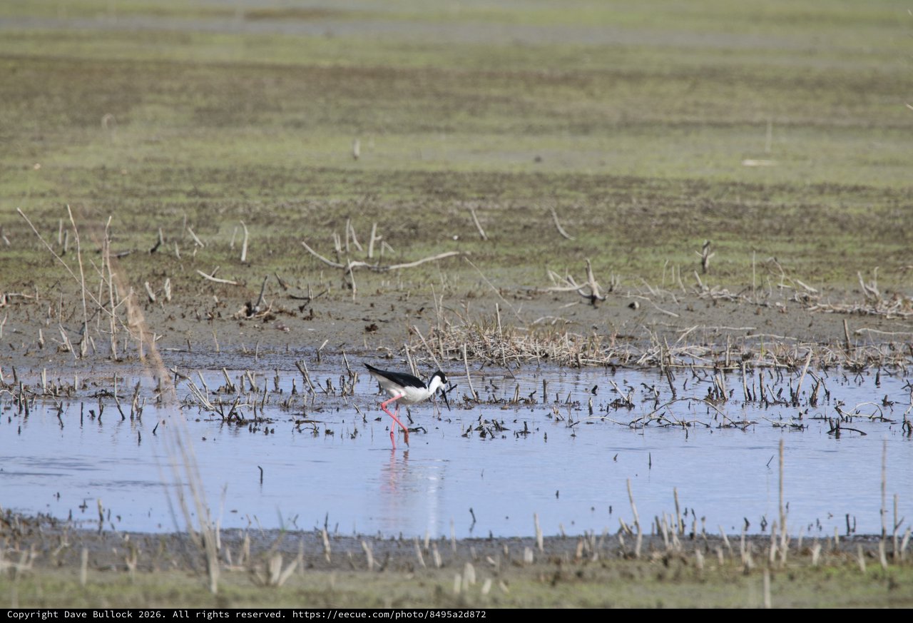 Black-necked Stilt Foraging in Flooded Agricultural Field