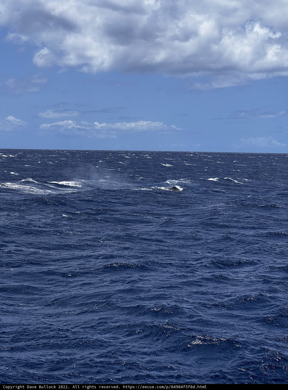 Majestic Whale in the Hawaiian Waters
