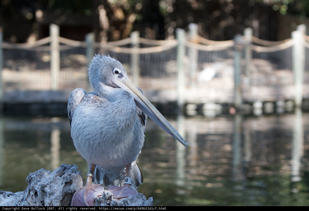 Pelican perched on log near water
