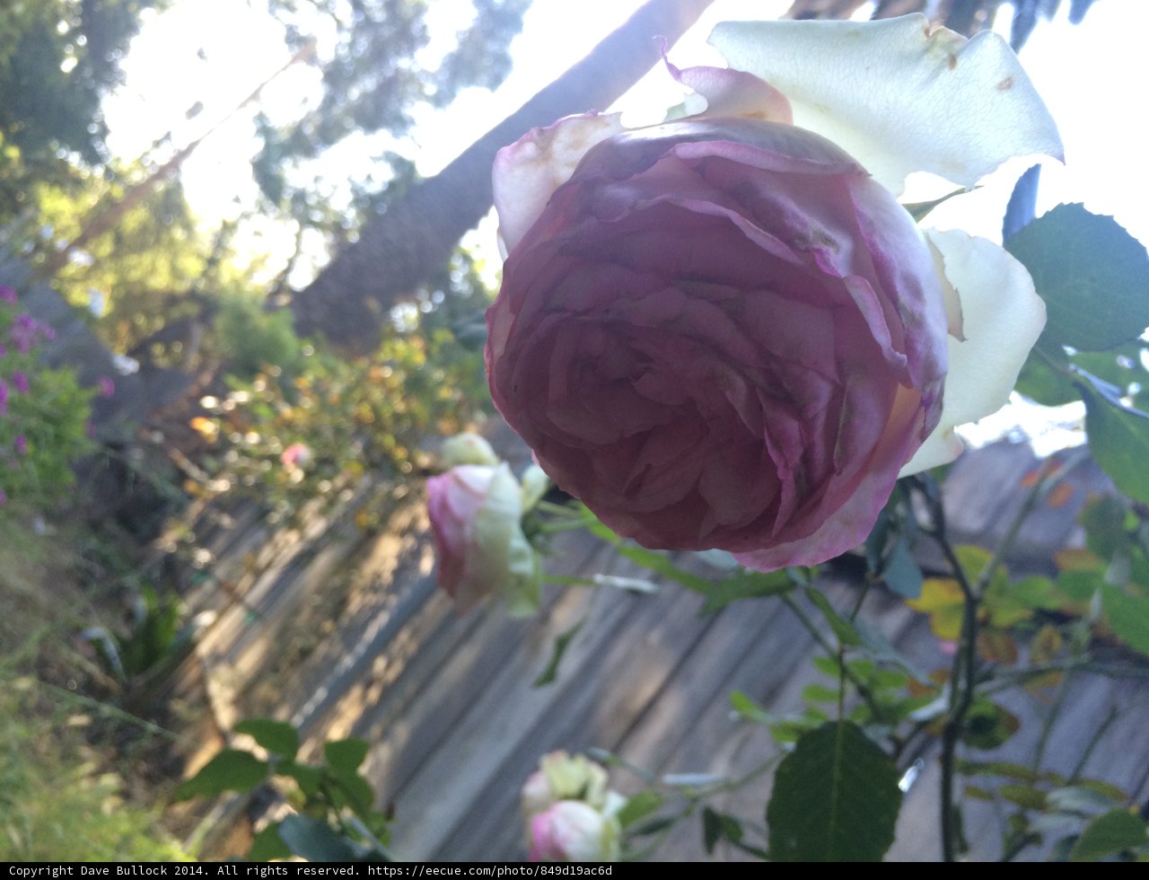 Pink Rose Garden Beauty