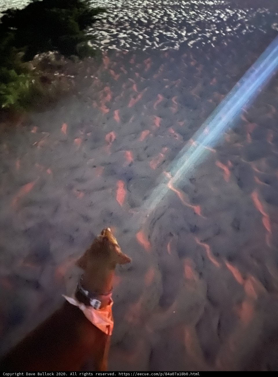 Canine Contemplates the Cosmos