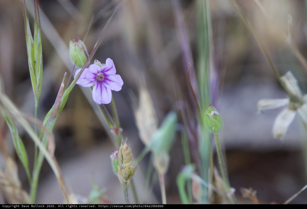 Delicate Wild Bloom Among Dry Grasses