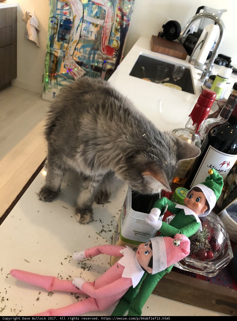 Cat Meets Elf on the Shelf