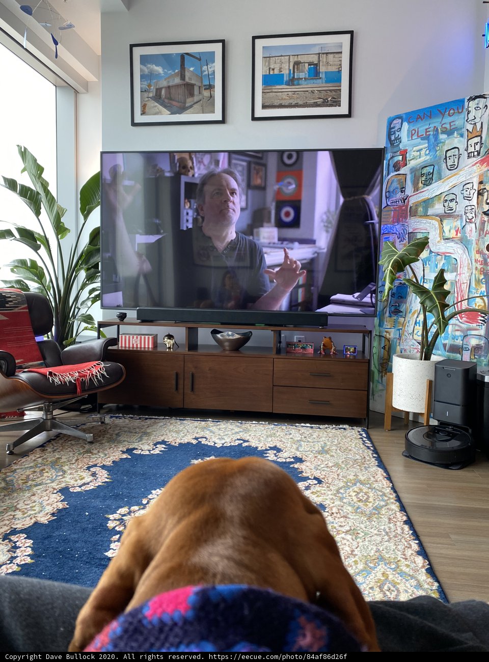 A Canine Companion in a Stylish Living Room