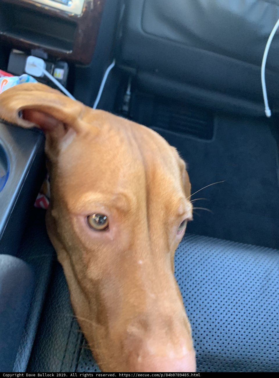 Furry Backseat Rider