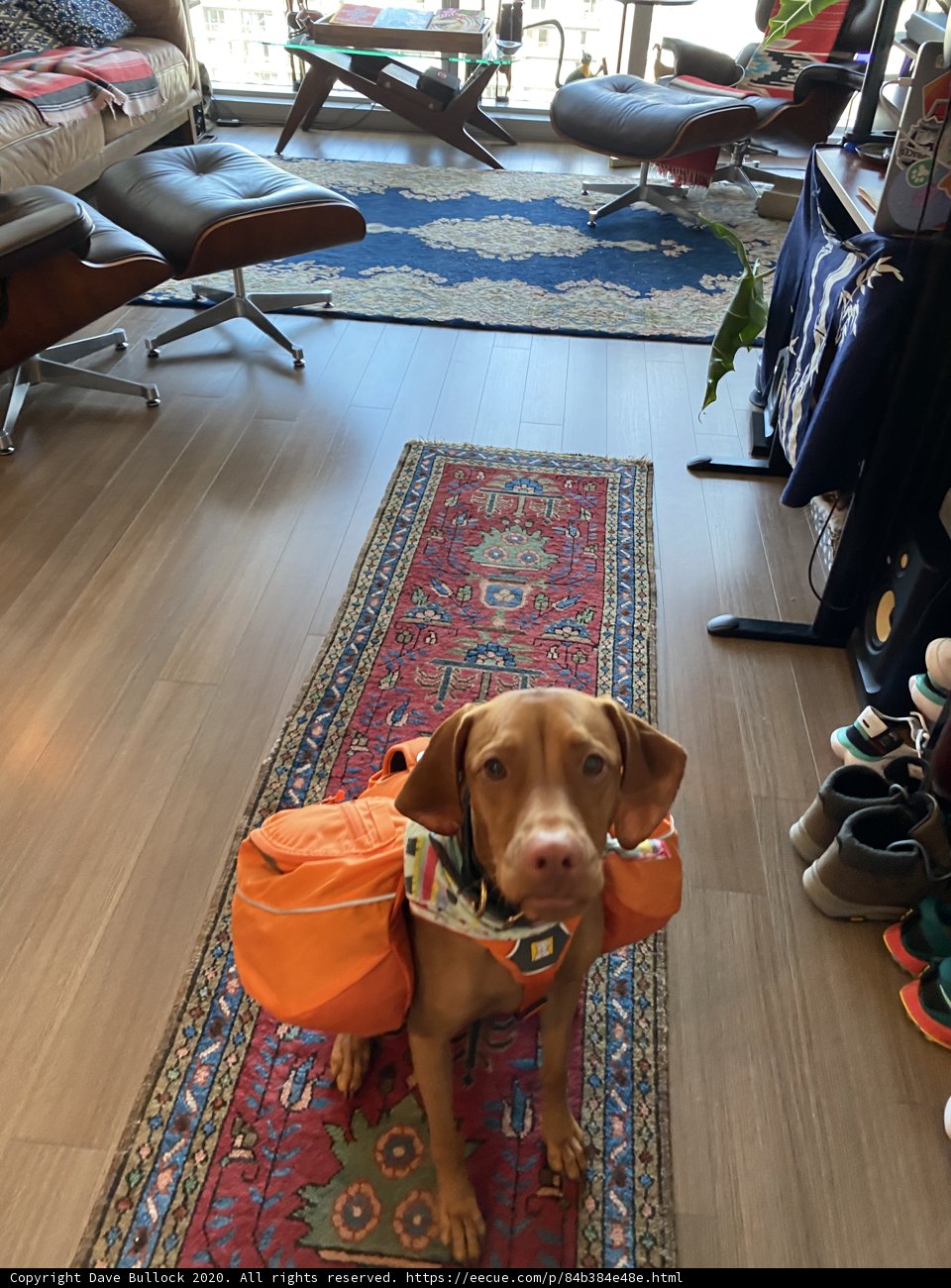 Backpacking Pooch