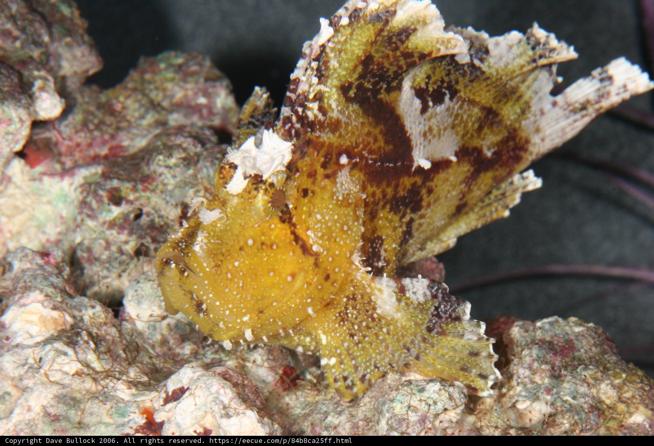Sunshine on the Coral Reef