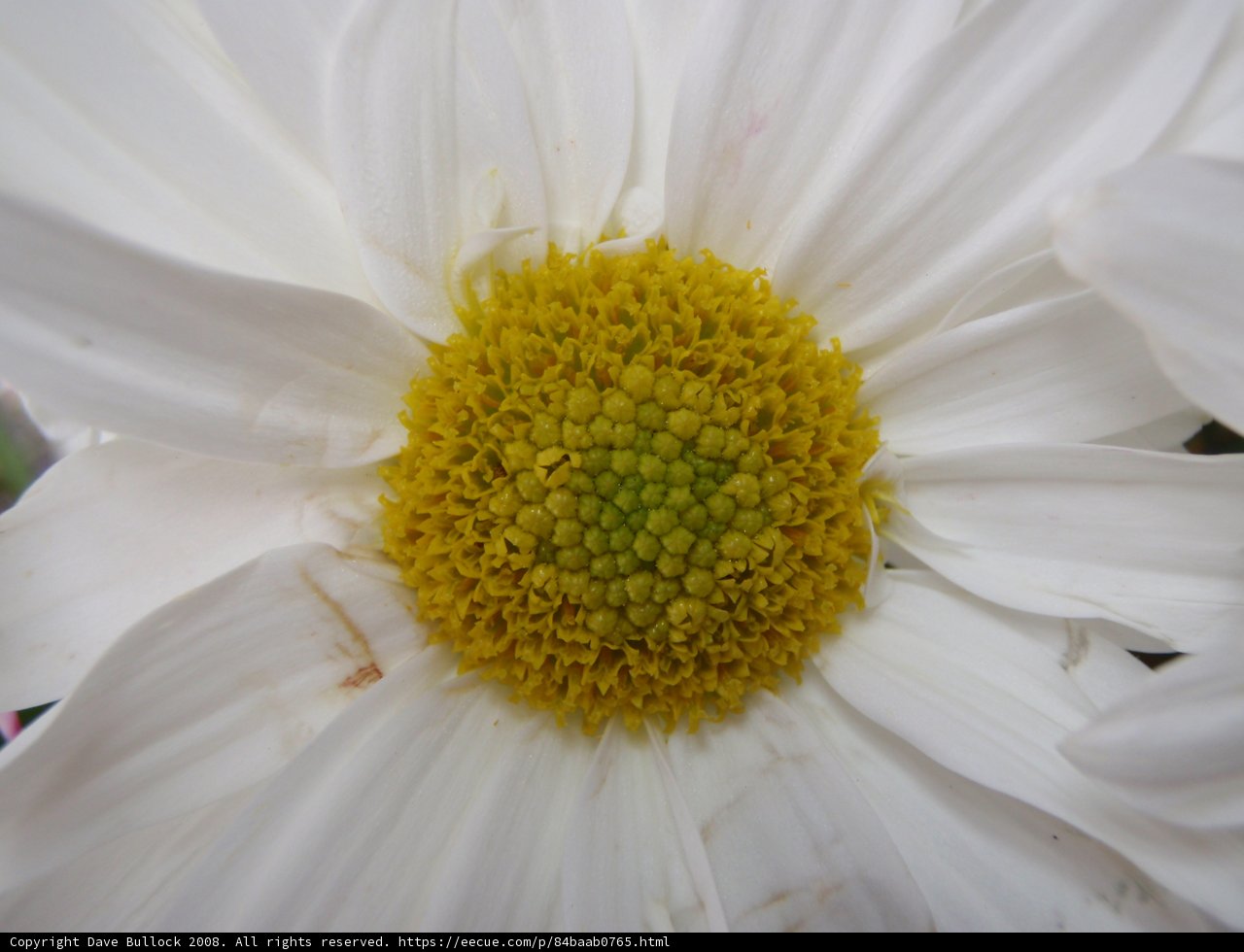 Sunny Daisy in the Desert